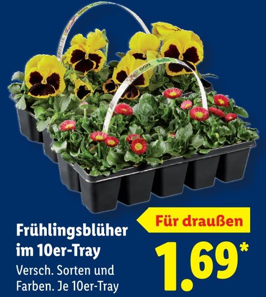 Frühlingsblüher im 10er-Tray