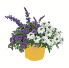 Sommerblumen-Trio für 9,99 € bei toom Baumarkt im Angebot Sommerblumen-Trio im aktuellen toom Baumarkt Prospekt