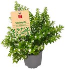 Scheinmyrthe im Angebot bei REWE in Langenfeld Scheinmyrthe Angebote von REWE Beste Wahl bei REWE Langenfeld für 1,99 €