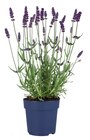 Lavendel angustifolia im Lidl Prospekt Lavendel angustifolia von im aktuellen Lidl Prospekt für 1,69 €