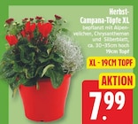 Herbst-Campana-Töpfe XL für 7,99 € bei EDEKA im Angebot Herbst-Campana-Töpfe XL im aktuellen EDEKA Prospekt