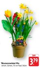 Blumenzwiebel Mix Angebote bei E center Frankenthal für 3,79 €