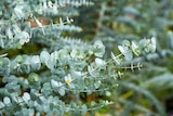Jardiland Claye-Souilly - Promo Eucalyptus en collection Promo Eucalyptus en collection à 19,99 € dans le catalogue Jardiland à Claye-Souilly