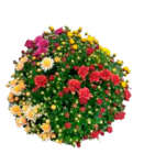Chrysanthemenbusch im Angebot bei EDEKA in Buxtehude Chrysanthemenbusch Angebote bei EDEKA Buxtehude für 6,99 €