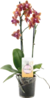 Duft-Orchidee (Phalaenopsis 'Bolgheri') im aktuellen Globus-Baumarkt Prospekt