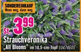 Strauchveronika All Blooms von  im aktuellen Hornbach Prospekt für 3,99 €