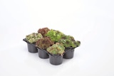 Lidl Speinshart - Sempervivum Angebot im Prospekt Sempervivum bei Lidl im Speinshart Prospekt für 3,99 €