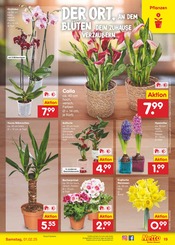 Aktueller Netto Marken-Discount Prospekt mit Blumen, "Aktuelle Angebote", Seite 23