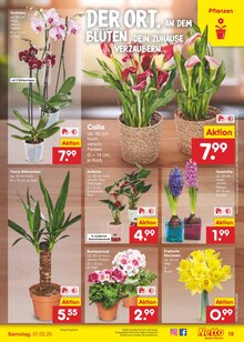 Blumen im Netto Marken-Discount Prospekt "Aktuelle Angebote" mit 56 Seiten (Paderborn)