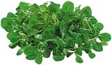 Aktuelle Salat Angebote bei REWE in Bochum Aktuelles Feldsalat Angebot bei REWE in Bochum ab 1,11 €