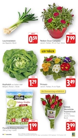 Aktueller EDEKA Prospekt mit Blumen, "Aktuelle Angebote", Seite 5