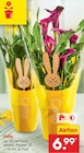 Calla für 6,99 € bei Netto Marken-Discount im Angebot Calla im aktuellen Netto Marken-Discount Prospekt
