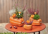 toom Baumarkt Bochum - Kürbis-Arrangement Angebot im Prospekt Kürbis-Arrangement bei toom Baumarkt im Bochum Prospekt für 7,99 €