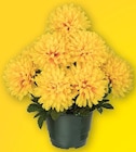 Pot chrysanthèmes 9 têtes en promo chez Hyper U Saintes à 5,49 €