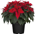 Weihnachtsstern XXL (Poinsettia) im Angebot bei Globus-Baumarkt in Bergkamen Weihnachtsstern XXL (Poinsettia) Angebote bei Globus-Baumarkt Bergkamen für 12,99 €