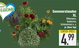 Sommerstauden XL im EDEKA Prospekt Sommerstauden XL von im aktuellen EDEKA Prospekt für 4,99 €