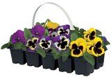 Barquette de pensées et viola cornuta en promo chez Lidl Barquette de pensées et viola cornuta dans le catalogue Lidl