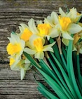 Bouquet 10 Jonquilles en promo chez Intermarché Roubaix à 3,99 €