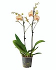 Orchidée 2 tiges en promo chez Lidl Toulouse à 7,99 €