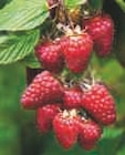 Promo Arbustes Petits Fruits à 5,99 € dans le catalogue Super U à Craon