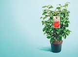 Camélia pot 12 cm à 7,99 € dans le catalogue Netto