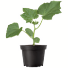 toom Baumarkt Kuppenheim Prospekt mit  im Angebot für 3,99 €