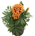 Studentenblume im Angebot bei REWE in Bochum Studentenblume Angebote bei REWE Bochum für 1,29 €