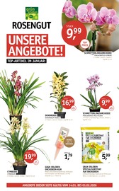 Aktueller ROSENGUT Langerwisch Prospekt mit Blumen, "ORCHIDEEN-WOCHEN.", Seite 2