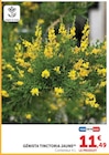 Genista tinctoria jaune en promo chez Hyper U Genista tinctoria jaune dans le catalogue Hyper U