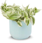 Dreimasterblumen im Angebot bei Netto Marken-Discount in Viersen Dreimasterblumen Angebote bei Netto Marken-Discount Viersen für 5,99 €