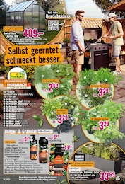 Kräuter Angebot & Preis im aktuellen Hornbach Prospekt Kräuter Angebot im aktuellen Hornbach Prospekt auf Seite 24