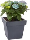 Aktuelles Blumenkübel LOFLY Rund Angebot bei Penny in Magdeburg ab 4,99 €