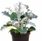 Silberblatt von  im aktuellen Hagebaumarkt Prospekt für 0,79 €