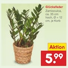 Aktuelle Pflanzen Angebote bei Netto Marken-Discount in Cottbus Aktuelles Glücksfeder Angebot bei Netto Marken-Discount in Cottbus ab 5,99 €