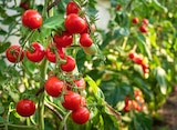 Tomate cerise dans le catalogue Jardiland