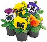 Aktuelle Blumen Angebote bei REWE in Hannover Aktuelles Stiefmütterchen oder Hornveilchen Angebot bei REWE in Hannover ab 3,45 €