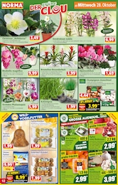 Blumentopf Angebot & Preis im aktuellen Norma Prospekt Blumentopf Angebot im aktuellen Norma Prospekt auf Seite 12