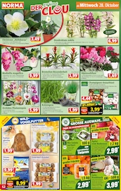 Blumentopf im Norma Prospekt in Magdeburg Aktueller Norma Prospekt mit Blumentopf, "Mehr fürs Geld", Seite 12