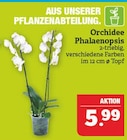 Orchidee Phalaenopsis Angebote bei Marktkauf Fürth für 5,99 €