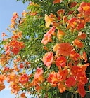 Bignone ECLOZ - ECLOZ - Jardiland à Bergerac Bignone ECLOZ - ECLOZ en promo chez Jardiland Bergerac à 15,99 €