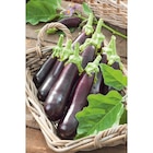 Plants de légumes à 2,99 € dans le catalogue Carrefour