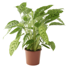 Promo Calathea ECLOZ à 16,99 € dans le catalogue Gamm vert à Loudun