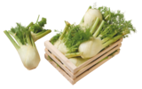 Bio-Fenchel von demeter im aktuellen tegut Prospekt für 1,49 €