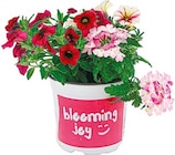 Beetpflanze Happy Mix für 2,49 € bei Netto mit dem Scottie im Angebot Beetpflanze Happy Mix im aktuellen Netto mit dem Scottie Prospekt