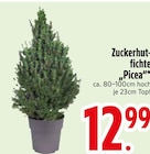 Aktuelle Zucker Angebote bei EDEKA in Augsburg Aktuelles Zuckerhut-Fichte Picea Angebot bei EDEKA in Augsburg ab 12,99 €