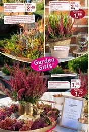 Pflanzen im Garten-Center Nordharz GmbH & Co. KG Prospekt in Gifhorn Aktueller Garten-Center Nordharz GmbH & Co. KG Prospekt mit Pflanzen, "SUMMER'S END", Seite 2