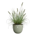 Promo Pot "Sereh" à 19,99 € dans le catalogue Gamm vert à Saint-Quentin