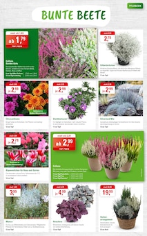 Pflanzen im ZG Raiffeisen Prospekt "GARTENPFLEGE IM HERBST" mit 8 Seiten (Freiburg (Breisgau))