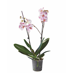 Schmetterlingsorchidee