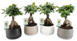 Carrefour Dunkerque - Promo Ficus ginseng Promo Ficus ginseng à 10,99 € dans le catalogue Carrefour à Dunkerque